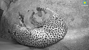 📽️🐆The cheetah cubs are back! 😍 For the past several nights, cheetah mom Rosalie has brought her cubs into one of the webcam-equipped dens. 🐆 In case you missed the cubs live, check out this adorable video and #CheetahCubdate 9: https://s.si.edu/3CxEN6T | Smithsonian’s National Zoo and Conservation Biology Institute