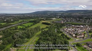 2.5K views · 66 reactions | The life cycle of the Wildflower Meadows at Tymon Park. South Dublin County Council is committed to promoting habitats for pollinators and addressing the rapid decline in our bee populations in accordance with the Pollinator Action Plan 2021-25. For more information on wildflower meadows please see the following link: https://buff.ly/3zAwXrY | SDCC | Facebook