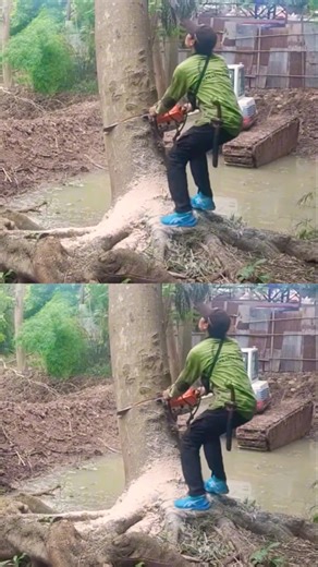 crazy Woodworking projects failed largest tree feeling #shortvideo #treecutting #chainsaw