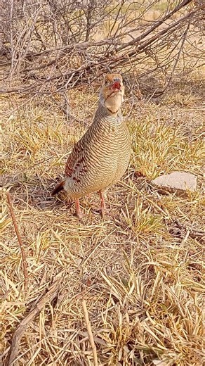 Original teetar sounds | gray partridge calling#teetarsounds #graypartridgevoice #wildbirds