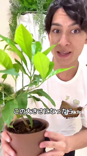 レモンの種から育て方🍋✨