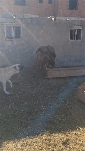 247K views · 18K reactions | The Newly Arrived Cow Turns Out Angry Yeni Gelen İnek Öfkeli Çıktı | Fırat Alkan | Facebook