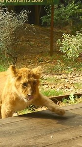 Today we’ve carried out the annual weigh-in, checking the weights of some of the animals we look after to make sure every animal statistic is up-to-date and accurate. Our little lion cubs are already weighing in at around 17kg, while the heaviest animals at the Zoo were camels Genghis and Noemie, who clocked-in at around 680kg each. Everything we learn from our animals at the Zoo is shared within a global database, helping advance understanding of wildlife worldwide and empower conservation effo