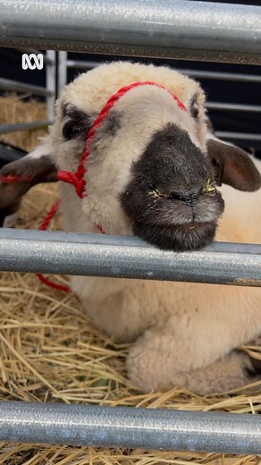 4.2K views · 18 reactions | Have you ever seen the ‘world’s cutest sheep’? Valais Blacknose are rare, they originate from Switzerland and there are less than 50 in Australia. Dubbo stud owner Alicia McConnell is changing that, breeding the rare animal. ABC Rural: Hannah Jose #Sheep #Farming #FarmPets #Animals #Agriculture #NSW #Switzerland #ABCRural | ABC Western Plains | Facebook