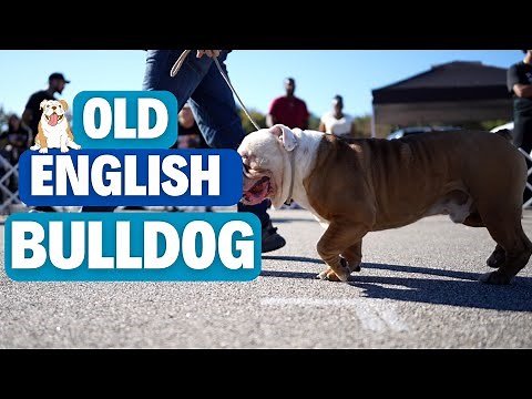 The Olde English Bulldog (Explained)