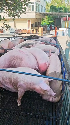 PiggFarming | 3 Ways to Raise Pigs for BIG Farmhouse Profits! 🐷💰 Want to turn pig farming into a highly profitable business? In this video, we’ll show... | Instagram