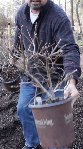 Looking to add blueberry varieties to your yard this year? 🫐 Then you’re going to want to watch this #throwback from @horttube walking us through all of the steps for achieving the perfect planting conditions! 📖 #blueberry #planting #gardening #kitchengarden #ediblegarden | Southern Living Plant Collection