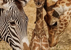 Deux girafons nés en moins d’un mois dans ce parc de l’ouest de la France