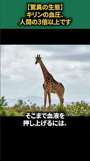 【驚異の生態】キリンの血圧、人間の3倍以上です