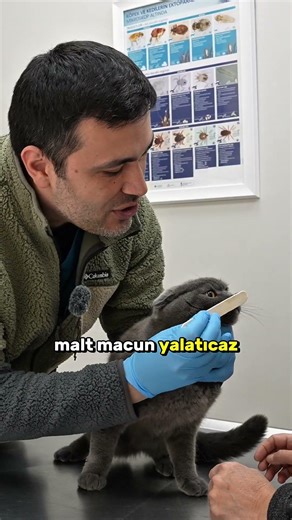 How to trim a cat's nails.