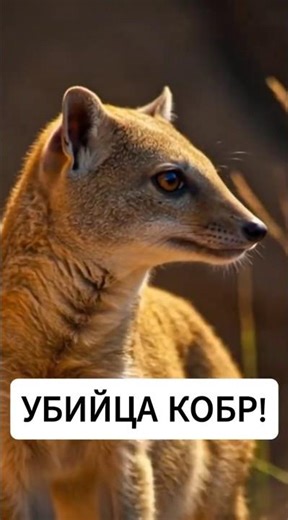 Он убивает кобр… и почти не боится яда🐍🔥#мангуст #дикаяприрода #хищники С