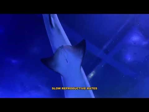 Everything You Need to Know About Gulper Sharks' Large Livers