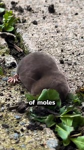 2.1K views | How to Get Rid of Moles on your Lawn #pest #pestcontrol #DIY #hometips | Pest Badger | Facebook