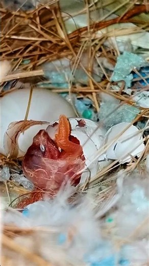 Mutation Finch Baby Hatching 🐣#zebrafinchbreeding #finches #birds #hatchtofly