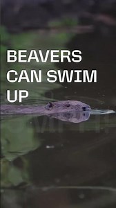 Beaver fact #2: How fast can beavers swim?