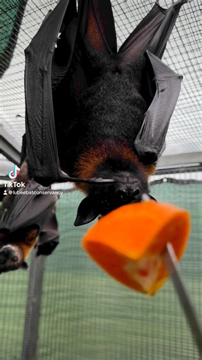 19K views · 2.7K reactions | Mitzvah said mmmmm orange! | Lubee Bat Conservancy | Facebook