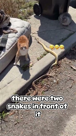 Snake be like can't you see me 😂