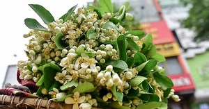 Mùa hoa bưởi tháng 3 – nét chấm phá cho phố phường Hà Nội