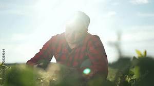 Farmer examines soybean plant closely. Farmer hand inspect soybean leaves. Cultivate healthy soybeans plantation. Soybean plantation management. Dedicated farmer ensures healthy soybean cultivation.