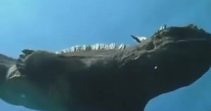 #VIRAL: Mini Godzilla Found in the Galapagos - ORIGINAL