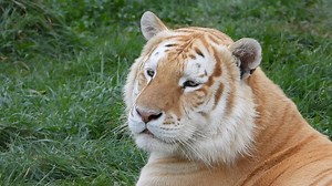 The real Wisconsin's tiger King. | Shalom Wildlife Sanctuary