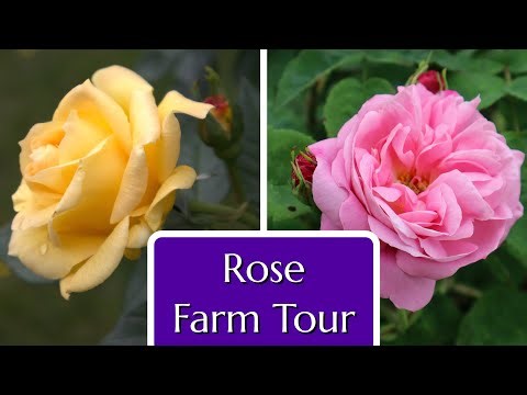 Rose Farm Tour Late Spring in the Fraser Valley