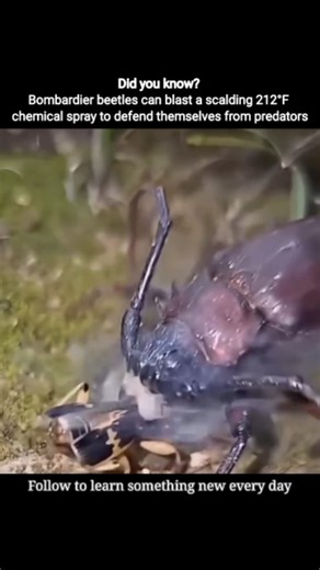 Knowledgeable Videos on Instagram: "Bombardier beetles use an explosive chemical reaction to fire a near-100°C, steam-filled spray with a sharp popping sound, precisely aimed in any direction to repel predators—one of the most dramatic defenses in the insect world."