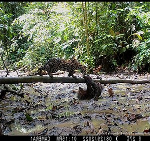 Leopard hunting Coati | J chandola