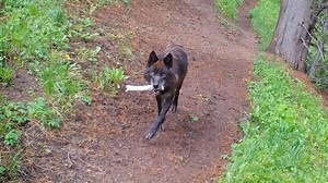 Raising little ones can be a handful, or a pawful if you’re a wolf! This past spring, Yellowstone biologists captured footage of adult members of the Mollie’s Pack bringing ‘toys’—bones and antlers—back to their den to keep pups content between meals. 🐺 Young wolves rely on food deliveries from their doting parents following successful hunts. When adults return to their den, pups greet them by eagerly licking and biting their faces, helping to stimulate food regurgitation. A ‘toy’ in the form o