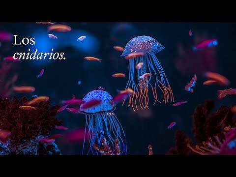 Los CNIDARIOS ¿Qué son? ¿Cuáles son sus características? | EduCaixa