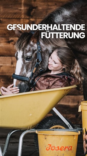 wehorse on Instagram: "✨ Du willst, dass dein Pferd lange fit bleibt? ✨ Dann beginnt die wichtigste Arbeit nicht erst im Alter, sondern schon jetzt – bei der Fütterung. 🐴💚 Drei Grundsätze, die dabei entscheidend sind: 👉 Raufutter ist das A und O, es bildet immer die Basis jeder gesunden Fütterung 👉 Bei Bedarf sinnvoll ergänzen, z. B. mit Heucobs, damit euer Pferd ausreichend Energie und Nährstoffe aufnehmen kann 👉 Kraftfutter nicht nach Gefühl, sondern gezielt nach tatsächlichem Bedarf fütt