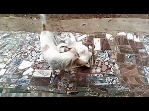 Two Loving Mom Dogs Playing with Their Puppies Separately | Cutest Family Moments! 🐶💞 #viral