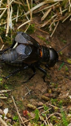 Cricket ( Insect ) sound at night