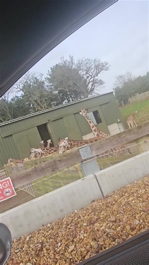 🦇🐝✈️TOTO 💴London ✈️🐝🦇 (@toto283838)’s videos with original sound - 🦇🐝✈️TOTO 💴London ✈️🐝🦇