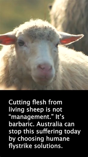 Help ban mulesing in Australia and save sheep from being skinned alive ⬇️ | The Rainforest Site by GreaterGood
