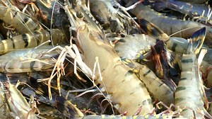 Harvesting alive tiger prawns from commercial prawn farm