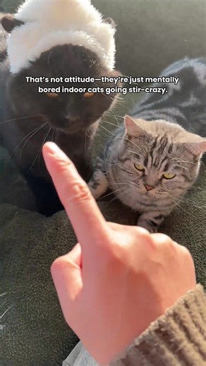 Indoor cats crave mental stimulation, and that’s exactly why you need this#catpick #cattoy #pettoys #toysforcats #catsofttiktok