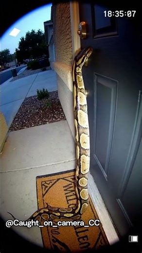 This Showed Up at the Front Door #python #unexpected #animals #petshub #viral