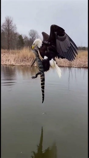 Bald Eagle Snatches Alligator | Incredible Hunting Skills Caught on Camera
