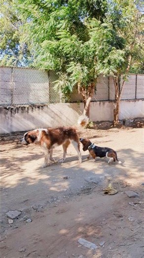 Crazy! Basset Hound vs. Saint Bernard! 😲🐾