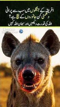 Hyena vs Leopard | The Brutal Truth About Who Actually Wins?