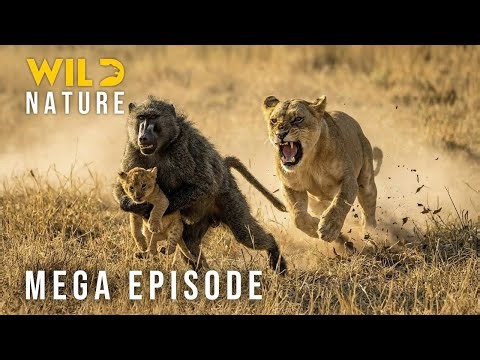 🔴 LION KING - Battle for Survival of Apex Predators (Mega Episode) I Nature Animal Documentary