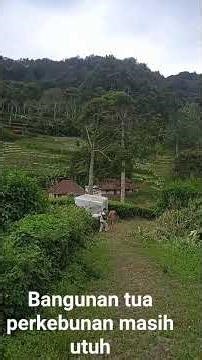 #bangunan tua diperkebunan teh rancasuni masih utuh