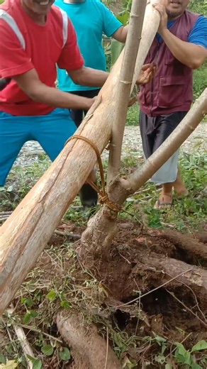 The largest cassava harvest and a trend in the agricultural world #farming