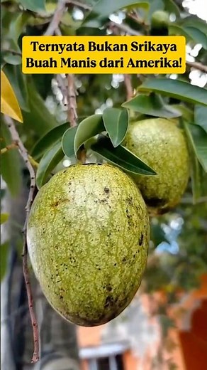 Turns Out It's Not Srikaya‼️Get to Know the Sweet Nona Fruit from America‼️