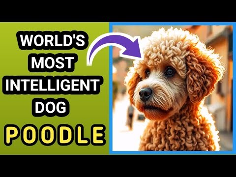 THE POODLE TRUTH: World’s Smartest Dog | From Hunters to Homes | Full Documentary | Global Doc's