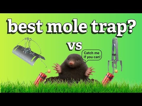 Tunnel Trap vs Scissor Trap | Best Mole Trap for Lawns & Gardens
