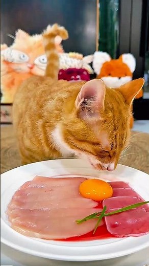 Meat & Egg Cat ASMR 🍳🥩 | No Talking