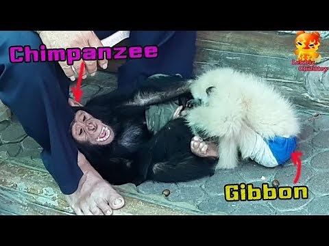 Friends of different species!!!!.........Small Chimpanzee play with Baby Gibbons in fun