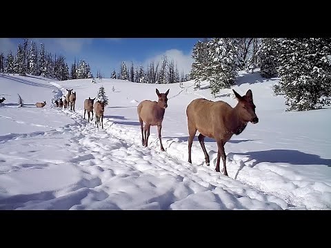On the Elk Trail - Full Series | Amazing Yellowstone Migrations